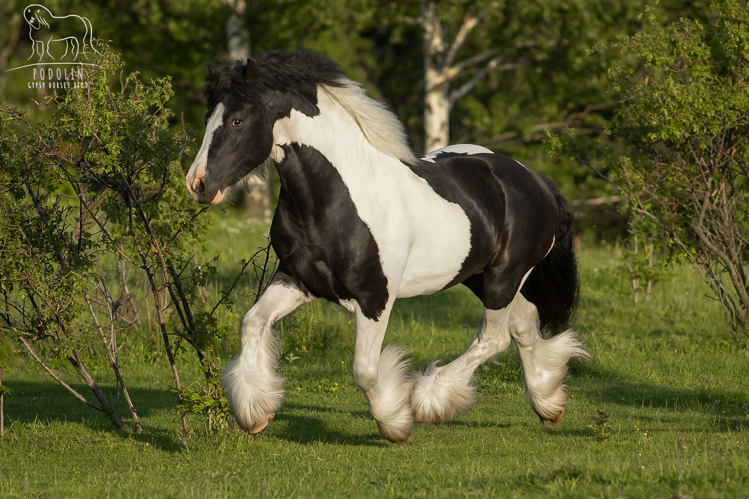 traditional Piebald Gypsy Cob stallion